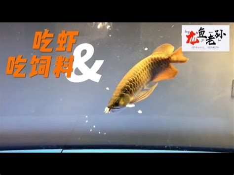 龍魚飼料推薦|[閒聊] 魚飼料品牌統計